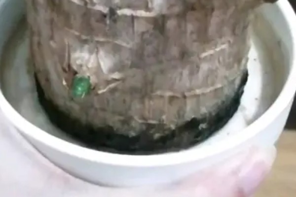 巴西木底部发霉还能不能活，及时救治便可活
