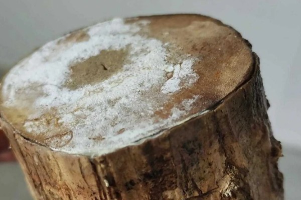 巴西木底部发霉还能不能活，及时救治便可活