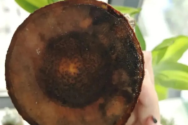 巴西木底部发霉还能不能活，及时救治便可活