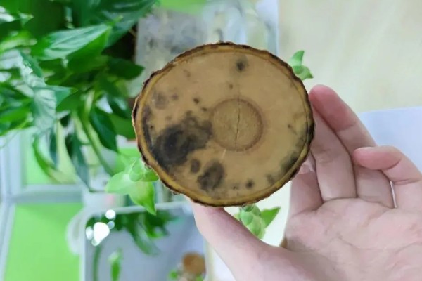 巴西木底部发霉还能不能活，及时救治便可活