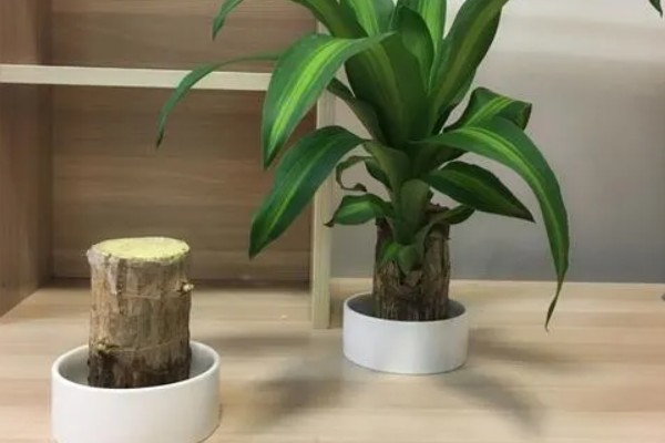 巴西木底部发霉还能不能活，及时救治便可活