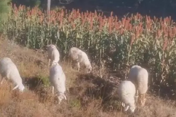 近甜1号属于哪种作物，是早熟的甜高粱