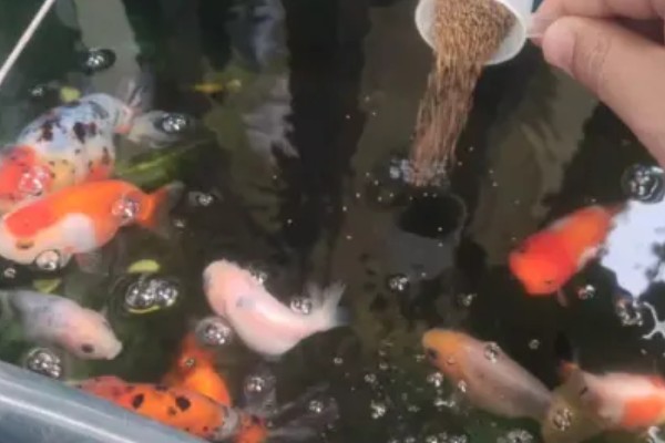 金鱼能和什么鱼混养，选择体型差不多的虎皮鱼或灯鱼等