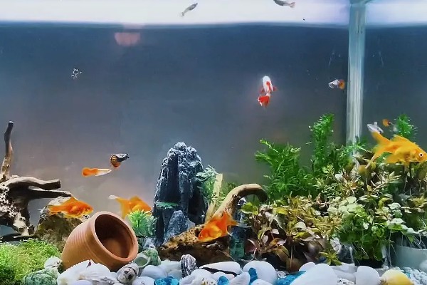 金鱼能和什么鱼混养，选择体型差不多的虎皮鱼或灯鱼等