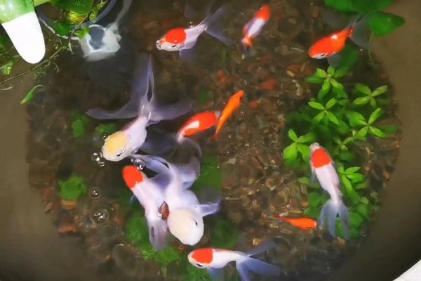 金鱼能和什么鱼混养，选择体型差不多的虎皮鱼或灯鱼等