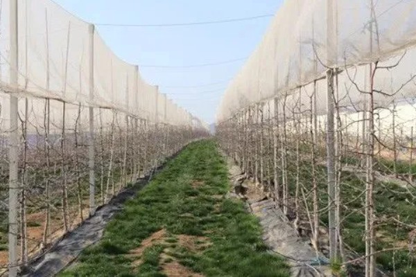 冬季果树容易受冻的位置，常见位置为树枝、主干等
