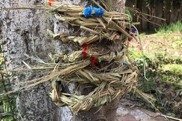 冬季果树容易受冻的位置，常见位置为树枝、主干等