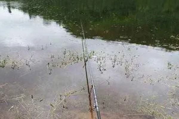 秋季钓鲫鱼的技巧，可用2-5号袖钩