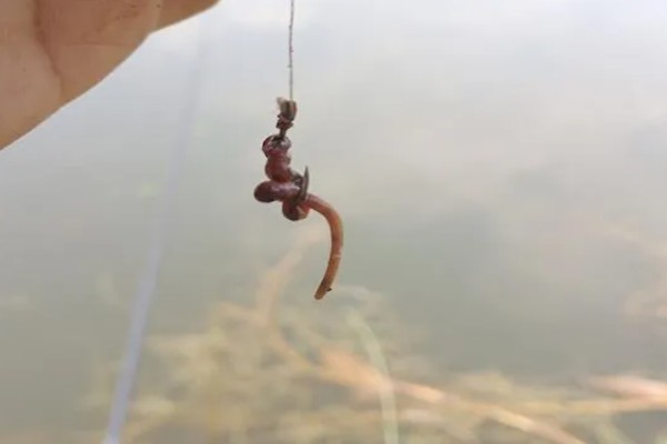 秋季钓鲫鱼的技巧，可用2-5号袖钩