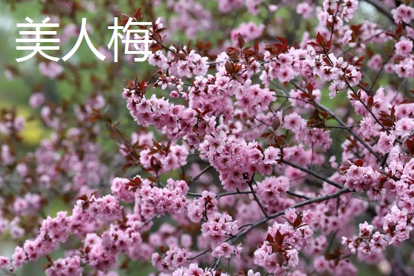 粉色的梅花的品种，常见的有美人梅、垂枝梅等