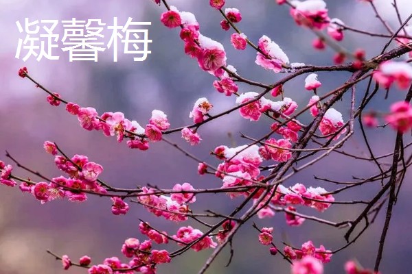 粉色的梅花的品种，常见的有美人梅、垂枝梅等
