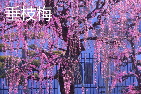 粉色的梅花的品种，常见的有美人梅、垂枝梅等