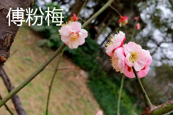 粉色的梅花的品种，常见的有美人梅、垂枝梅等