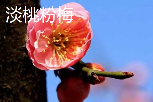 粉色的梅花的品种，常见的有美人梅、垂枝梅等