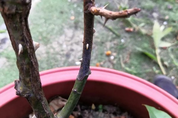 粉色的梅花的品种，常见的有美人梅、垂枝梅等