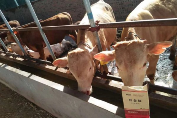 肉牛饲料添加剂有哪些，有碳酸氢钠、莫能菌素等