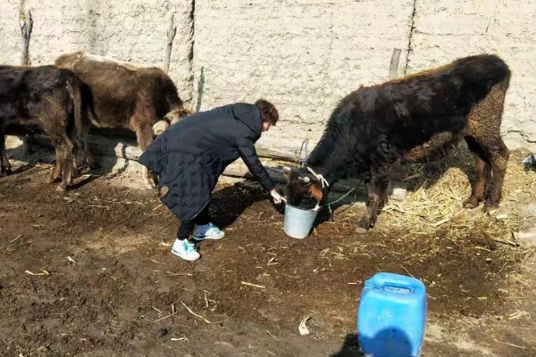 肉牛饲料添加剂有哪些，有碳酸氢钠、莫能菌素等