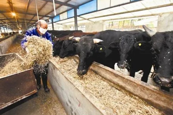 肉牛饲料添加剂有哪些，有碳酸氢钠、莫能菌素等