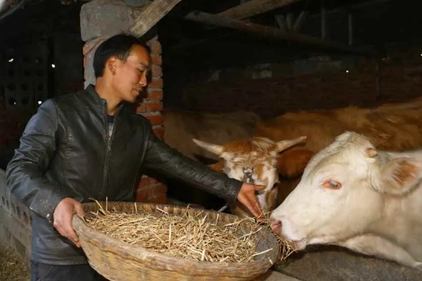 肉牛饲料添加剂有哪些，有碳酸氢钠、莫能菌素等