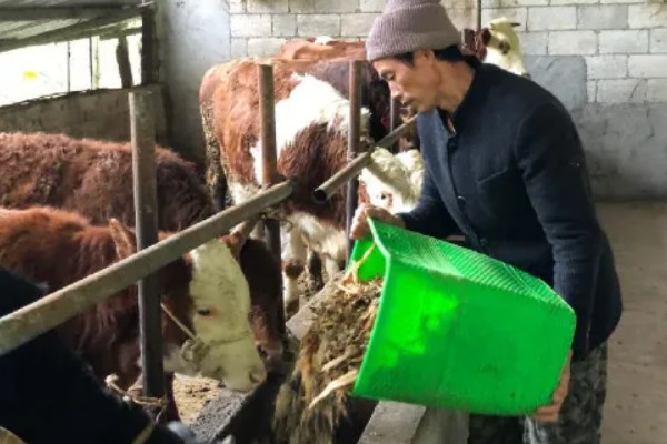 肉牛饲料添加剂有哪些，有碳酸氢钠、莫能菌素等