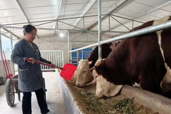 肉牛饲料添加剂有哪些，有碳酸氢钠、莫能菌素等