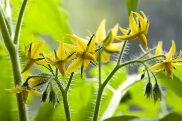 西红柿开花结果期怎么管理，盛花盛果期需重施腐熟的农家肥