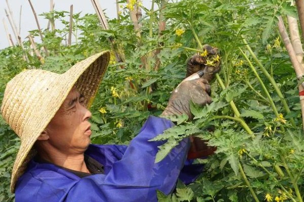 西红柿开花结果期怎么管理，盛花盛果期需重施腐熟的农家肥