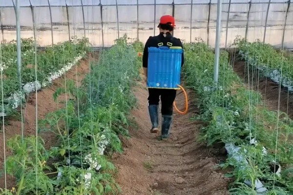 西红柿开花结果期怎么管理，盛花盛果期需重施腐熟的农家肥