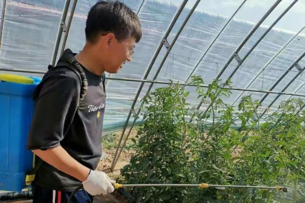 西红柿开花结果期怎么管理，盛花盛果期需重施腐熟的农家肥