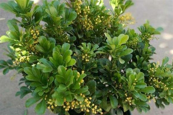 米兰花主干长枝方式，可以通过修剪的方法