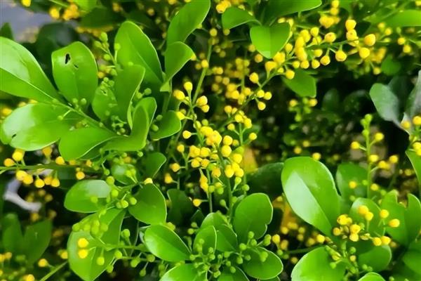 米兰花主干长枝方式，可以通过修剪的方法
