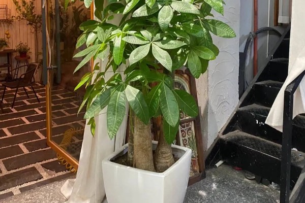 发财树会不会开花，发财树会开花