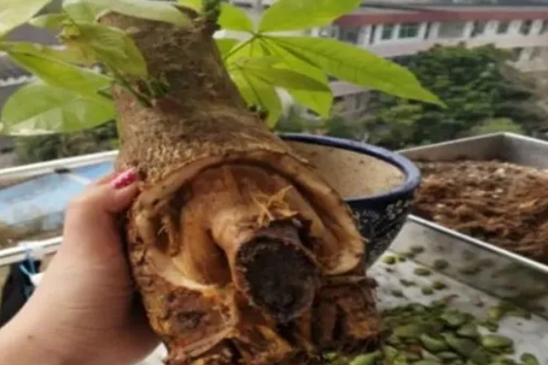 发财树会不会开花，发财树会开花