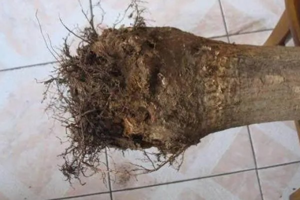 发财树会不会开花，发财树会开花