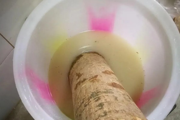 发财树会不会开花，发财树会开花