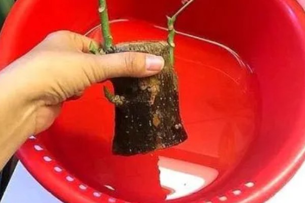 发财树会不会开花，发财树会开花