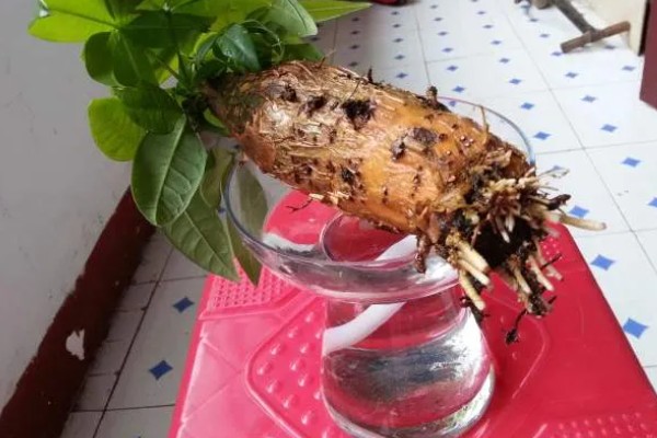 发财树会不会开花，发财树会开花