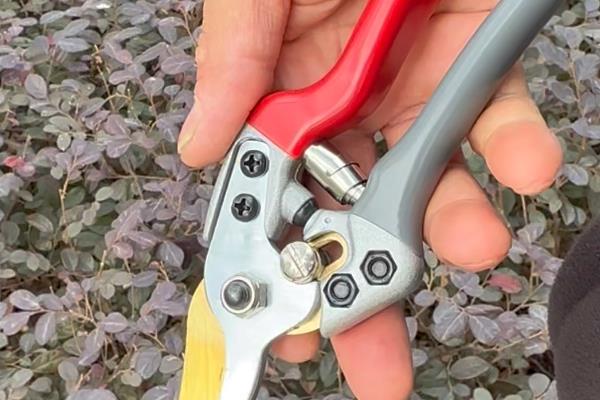 大岩桐只打骨朵不开花怎么处理,可调整温度并追施肥料
