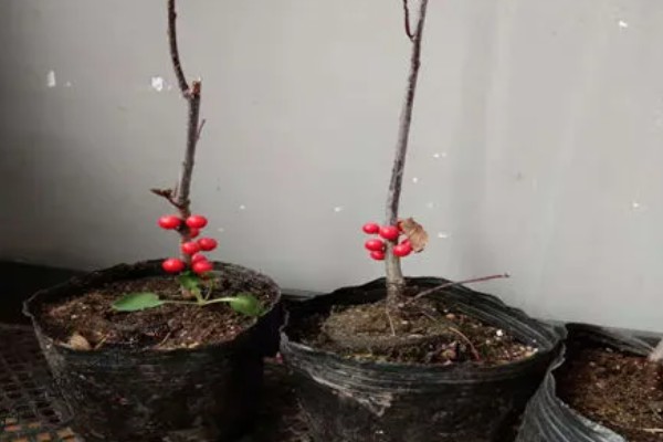 北美冬青的繁殖方法,可播种繁殖、扦插繁殖