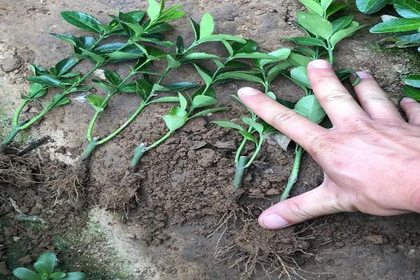 北美冬青的繁殖方法,可播种繁殖、扦插繁殖