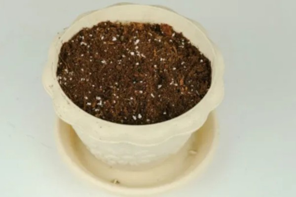 北美冬青的繁殖方法,可播种繁殖、扦插繁殖