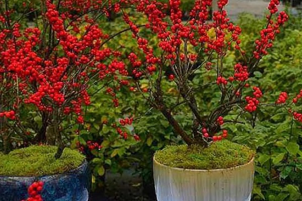 北美冬青的繁殖方法,可播种繁殖、扦插繁殖