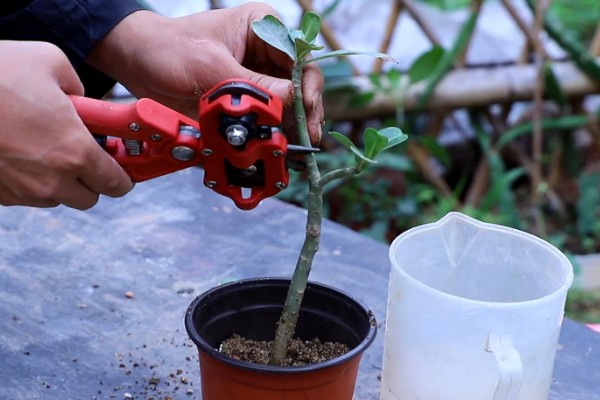 北美冬青的繁殖方法,可播种繁殖、扦插繁殖