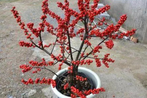 北美冬青的繁殖方法,可播种繁殖、扦插繁殖