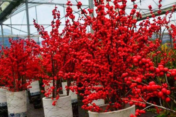 北美冬青的繁殖方法,可播种繁殖、扦插繁殖