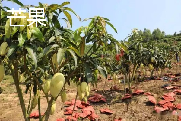 南方适合种什么水果树，适合种芒果、柑橘等