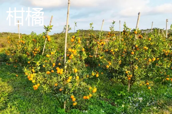 南方适合种什么水果树，适合种芒果、柑橘等