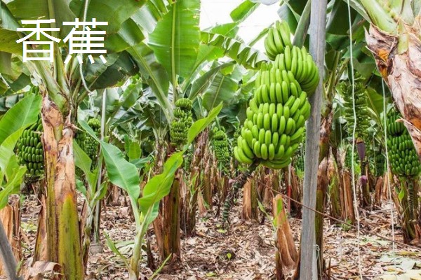 南方适合种什么水果树，适合种芒果、柑橘等