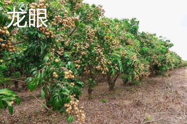 南方适合种什么水果树，适合种芒果、柑橘等