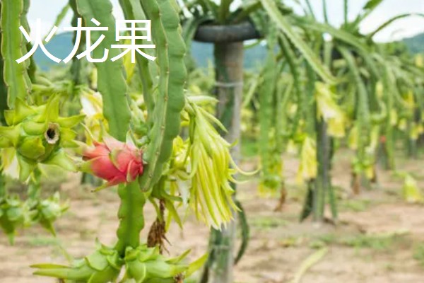 南方适合种什么水果树，适合种芒果、柑橘等